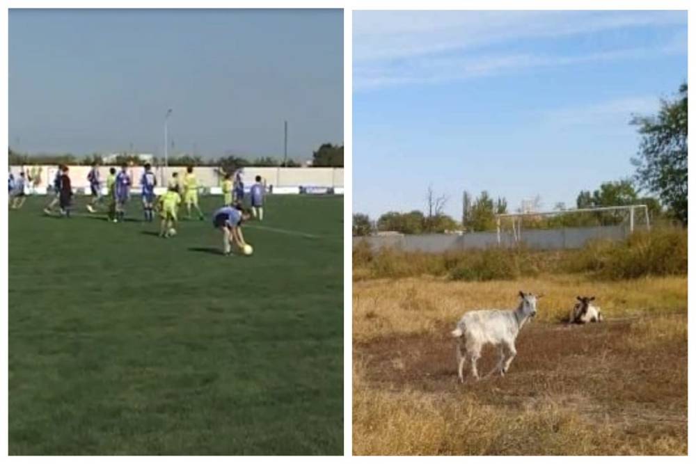 "Вместо спортсменов бегают козы": во что превратили новый стадион, кадры