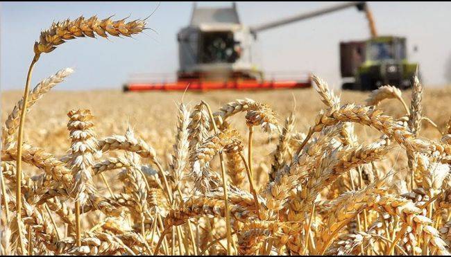 Эксперт рассказал, почему урожайность зерновых в России выросла на 23%