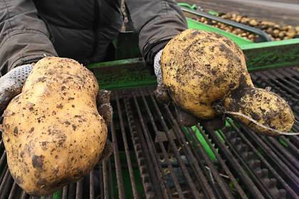 Мясников предупредил россиян об опасной ошибке при выборе картофеля
