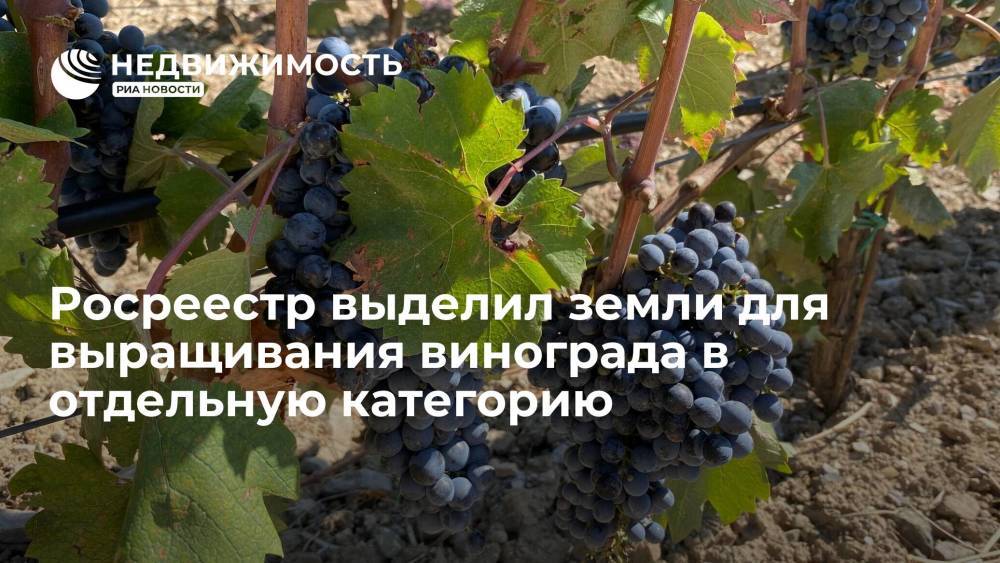 Росреестр выделил земли для выращивания винограда в отдельную категорию
