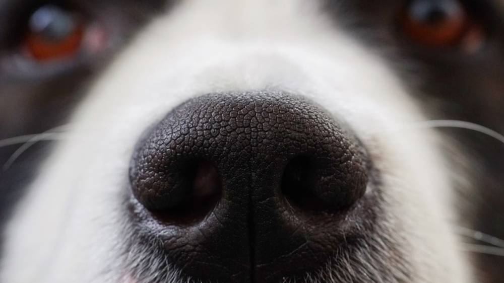 Ученые из Будапештского университета обнаружили уникальный талант к обучению у некоторых собак