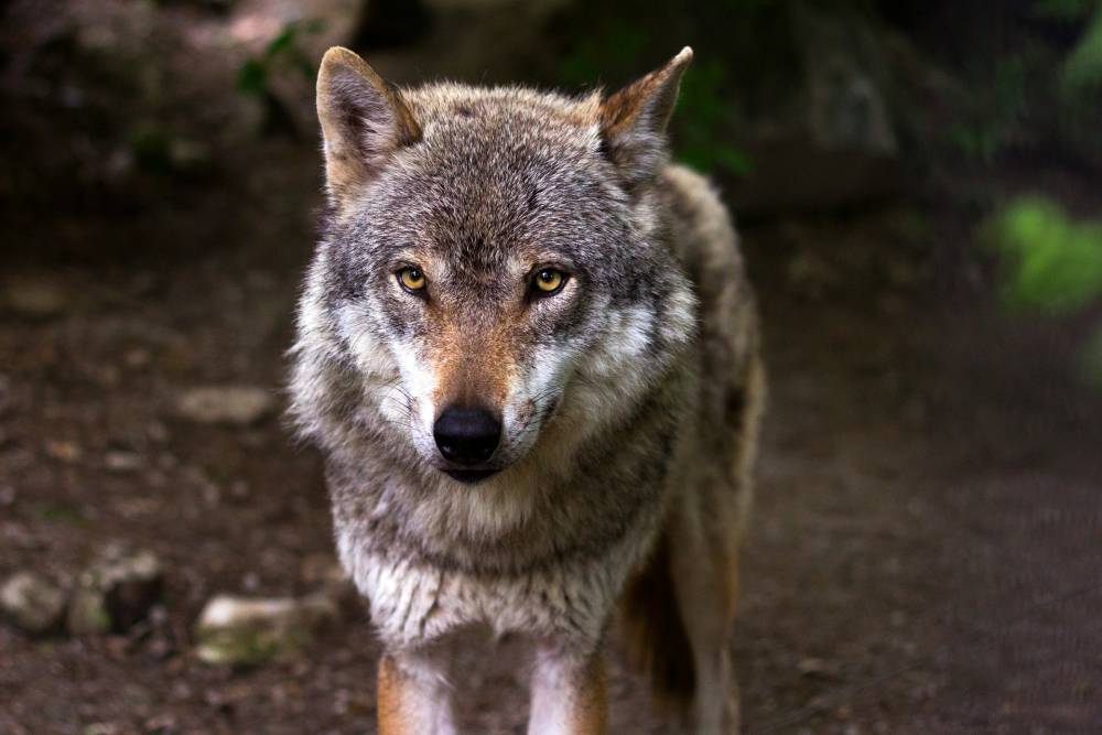 В Астраханской области выясняют обстоятельства нападения человека на волка