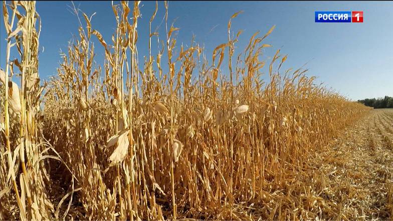 Урожайность поздних зерновых в этом году превысила показатели уборочной кампании-2020