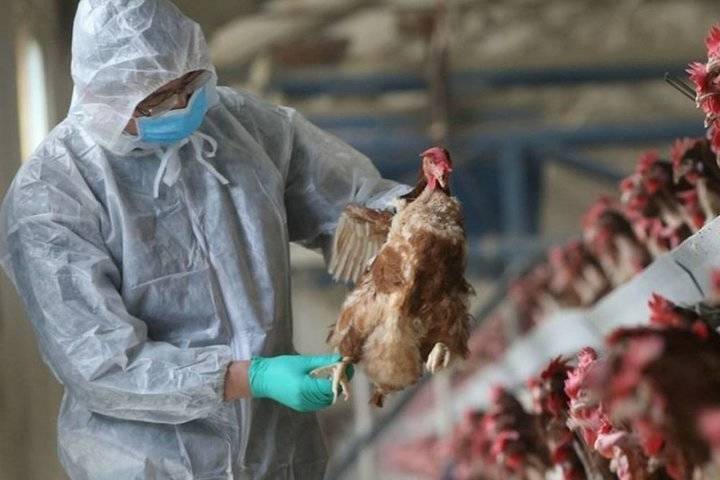 Россельхознадзор признал, что в Костромской области побежден птичий грипп