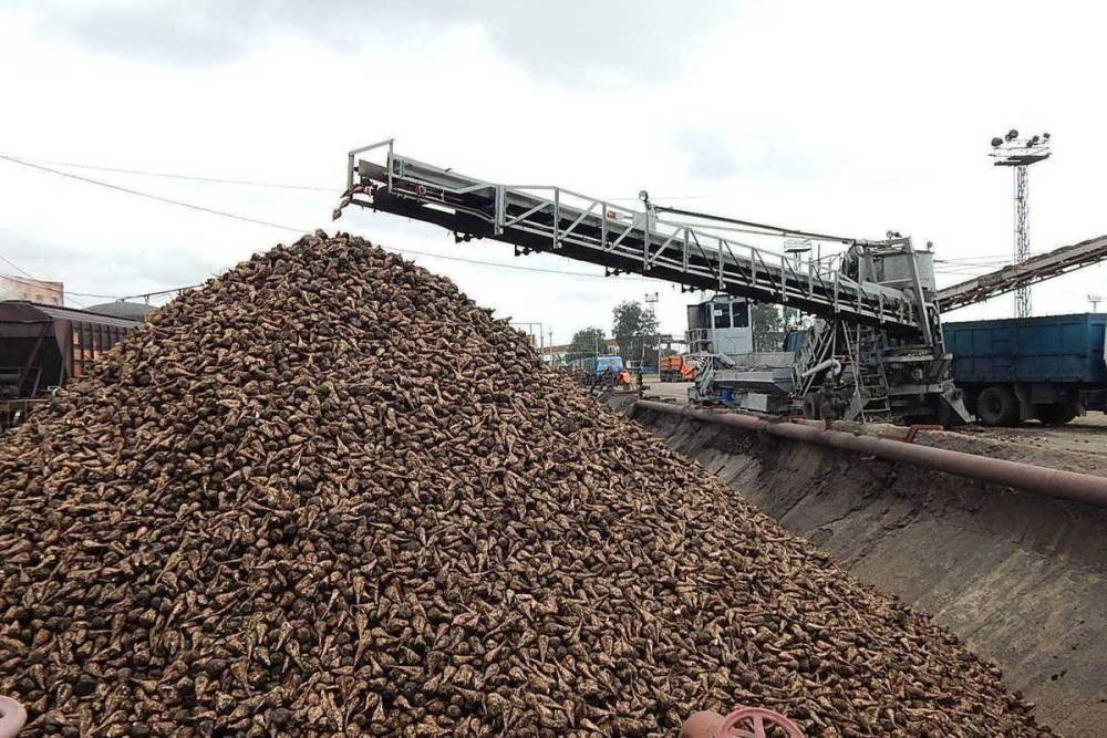 Тамбовские аграрии собрали почти 1,5 миллиона тонн сахарной свёклы
