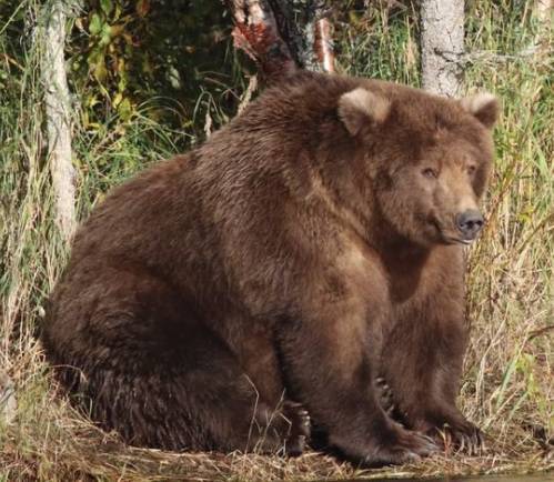 Курьез: на Аляске в национальном заповеднике определили самого толстого медведя. ФОТО