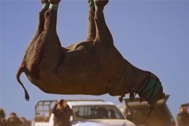 Зачем носорогов подвешивают за ноги при перевозке