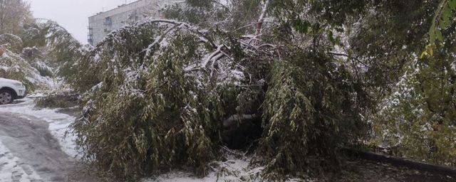 В Новокузнецке из-за непогоды обрушилось множество деревьев