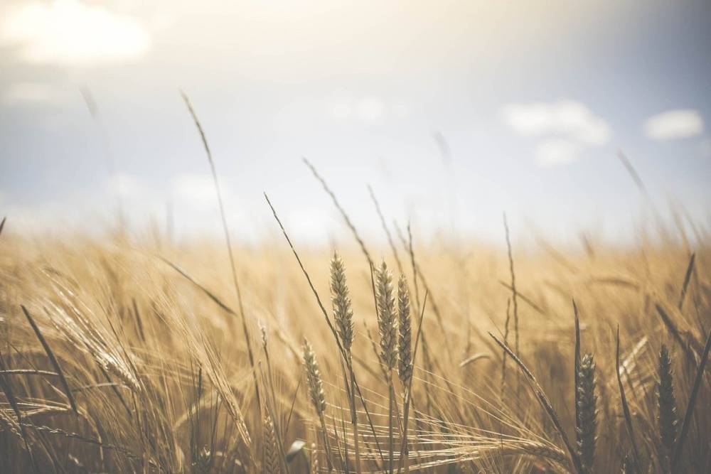 Объёмы экспорта пшеницы на Кубани превысят прошлогодние показатели на 15%