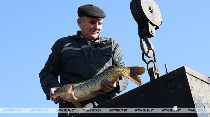 ФОТОФАКТ: В самом разгаре путина в рыбхозе "Тремля" Петриковского района