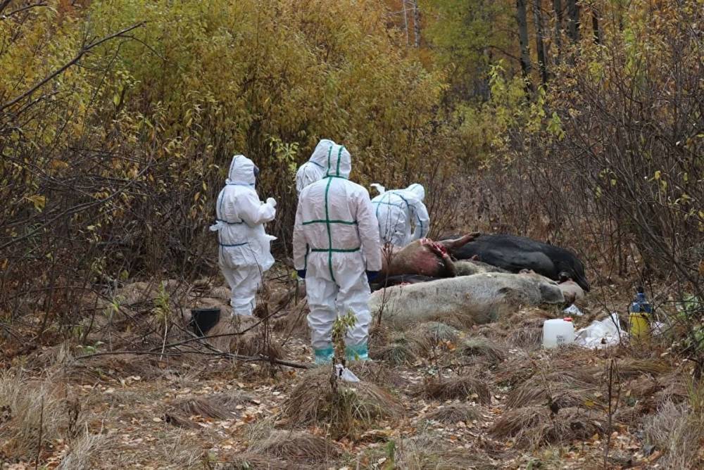 Африканскую чуму свиней нашли еще в одном муниципалитете Свердловской области
