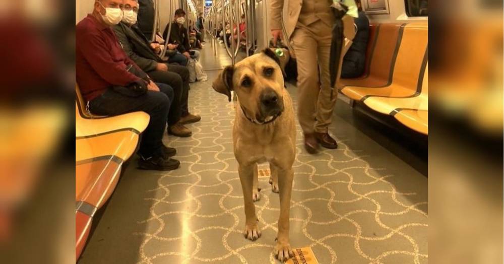 Популярний пасажир: бездомний собака прославився, користуючись громадським транспортом Стамбула