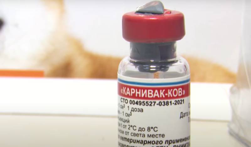 В Уфе кошек и собак начали вакцинировать от COVID-19