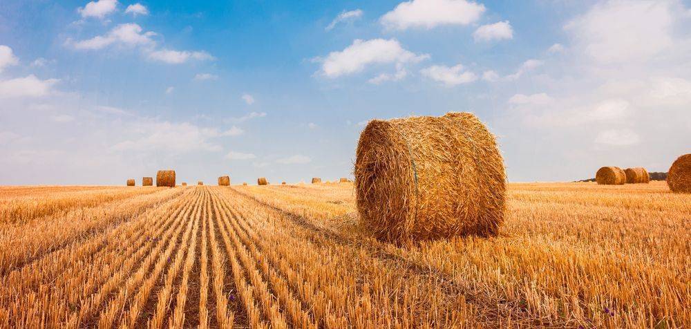 Производители сельхозпродукции и удобрений продолжают активно дорожать