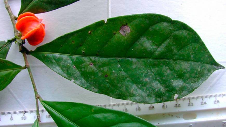 Загадочное растение из Перу спустя 50 лет признали новым видом
