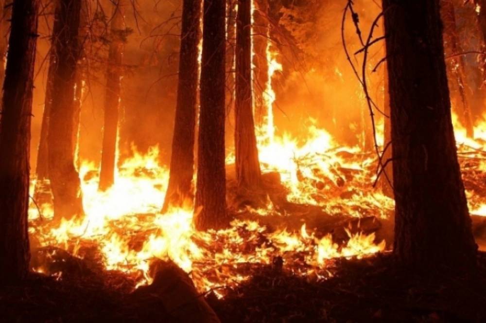 В России продолжают действовать десять природных пожаров