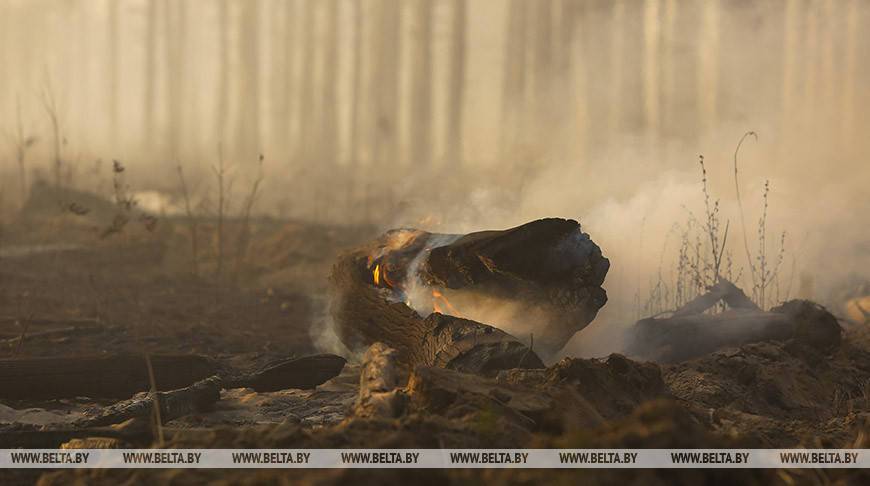 Один торфяной и пять пожаров травы и кустарников зафиксированы за сутки в Беларуси