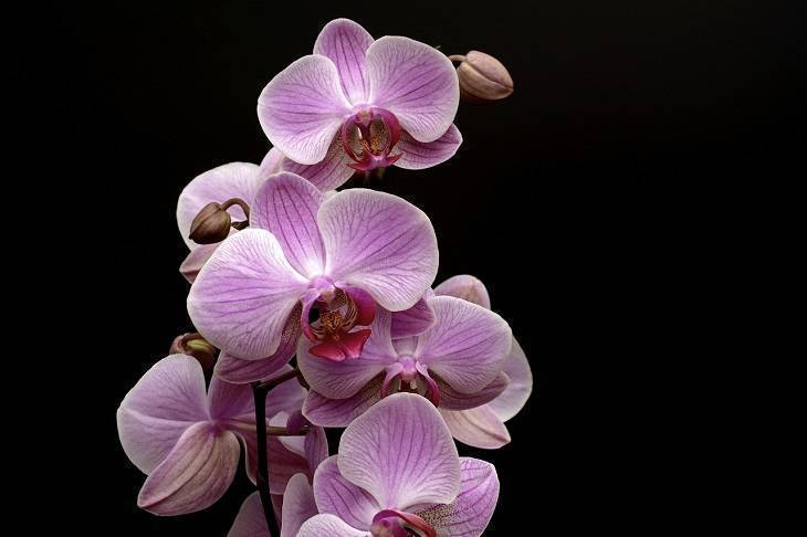 Что делать с корнями орхидеи, которые торчат из горшка: непростительные ошибки хозяек