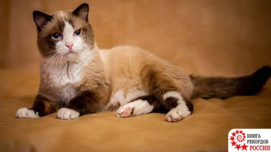 Сиамский кот-долгожитель из Тюмени попал в Книгу рекордов России