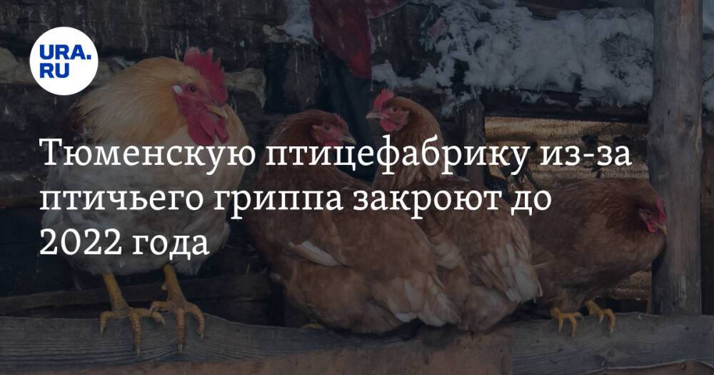 Тюменскую птицефабрику из-за птичьего гриппа закроют до 2022 года