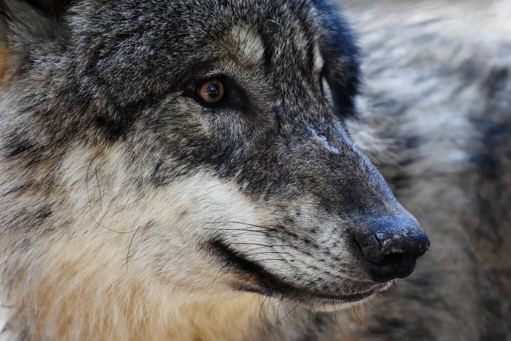 В Суджанском районе Курской области впервые за 10 лет заметили волков