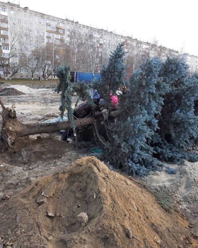 Ветер повалил голубую ель в Сормовском районе