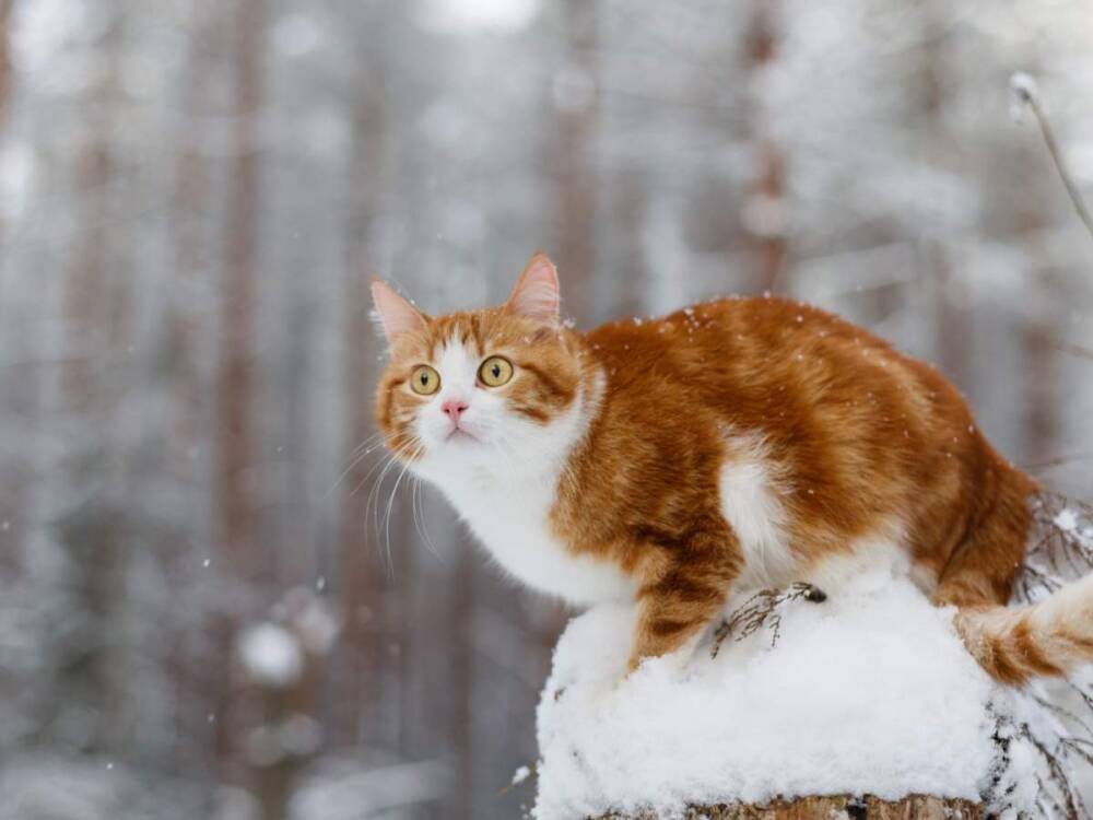 Синоптики прогнозируют на Луганщине первый снег