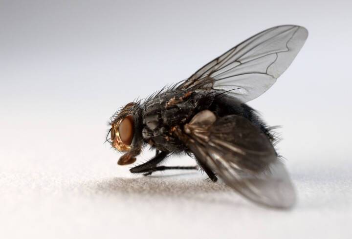 Ученые РАН обнаружили высокую репродуктивность слетавших в космос мух