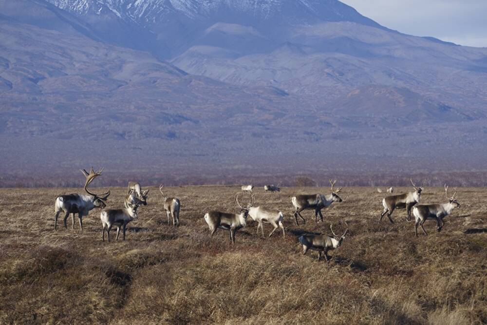 На Камчатке стадо оленей, находившееся на грани вымирания из-за вулкана, стало расти
