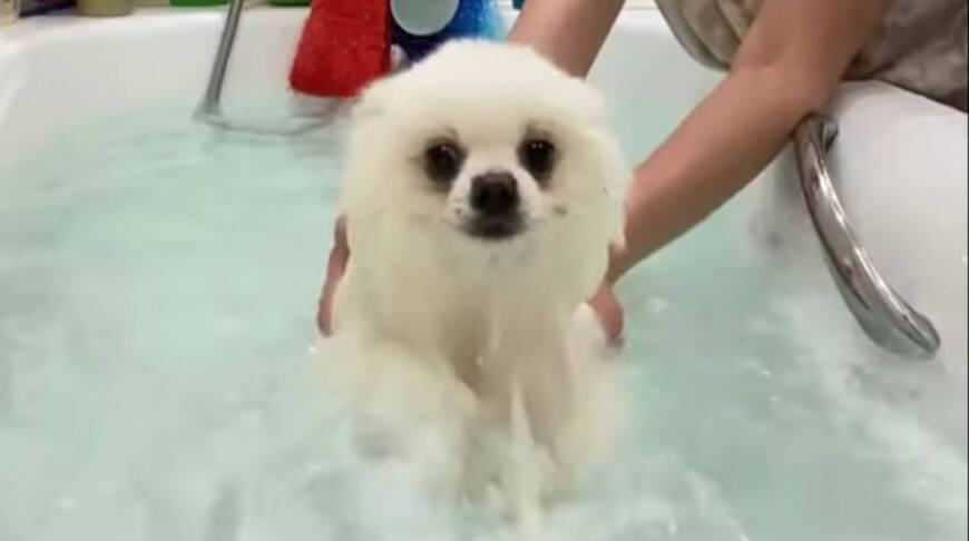 Задорное купание песика в ванной очаровало и рассмешило YouTube (Видео)