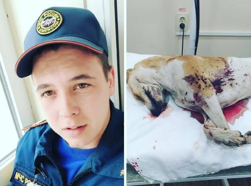 В Ростовской области пьяный сотрудник МЧС расстрелял собак в приюте. Его уволили