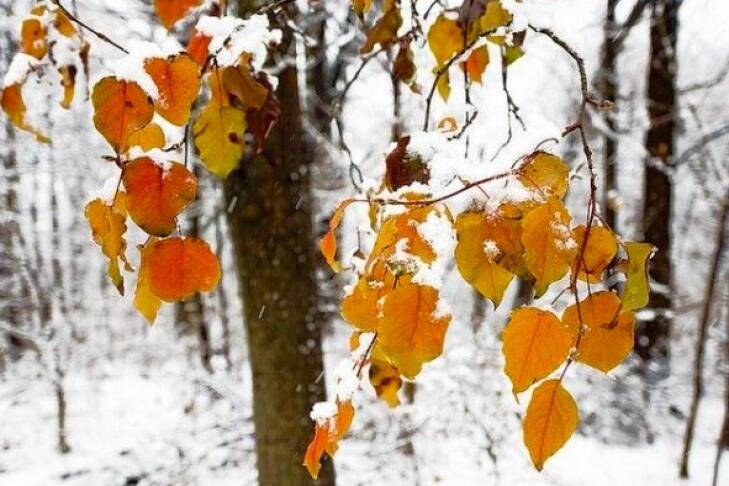 Где в Украине уже на следующей неделе выпадет снег: метеоролог рассказала