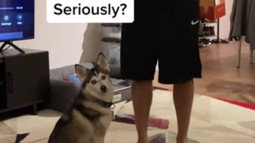 Реакция собаки на розыгрыш от хозяина до слез рассмешила юзеров YouTube (Видео)