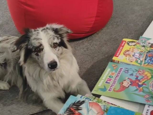 В челябинских библиотеках особенных детей приобщают к чтению с помощью собак-терапевтов