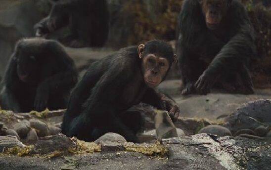 «Выжить на необитаемом острове»: эксперимент советских учёных с обезьянами из зоопарка - Русская семерка