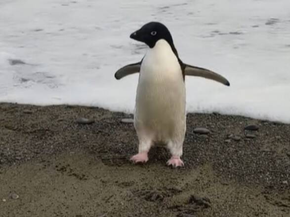 Редкий антарктический пингвин случайно забрел в Новую Зеландию