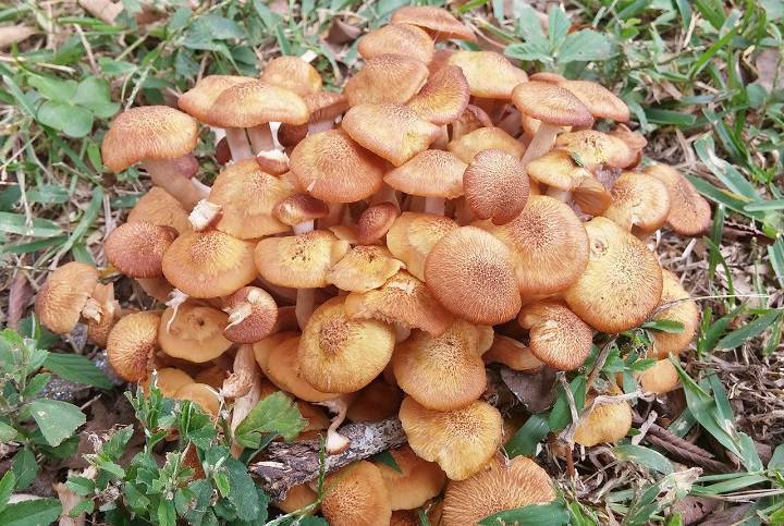 Жителям Подмосковья рассказали, какие зимние грибы уже можно найти в лесу
