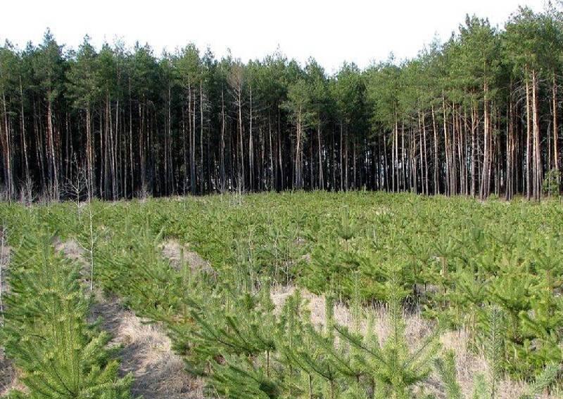 В Смоленской области на сохранение лесов направили 58 миллионов рублей