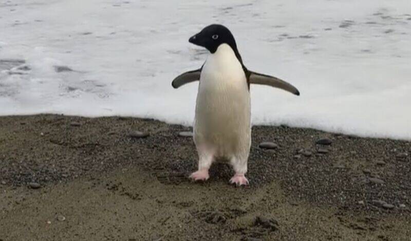 Пингвина из Антарктиды обнаружили в 3000 километрах от дома