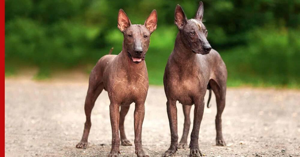 Лысые собаки: топ-5 редких пород без шерсти