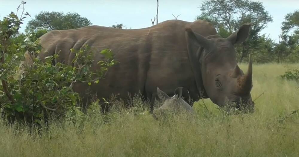 NFT с рогом носорога продали на аукционе почти за $7 тысяч ради защиты животных (фото)
