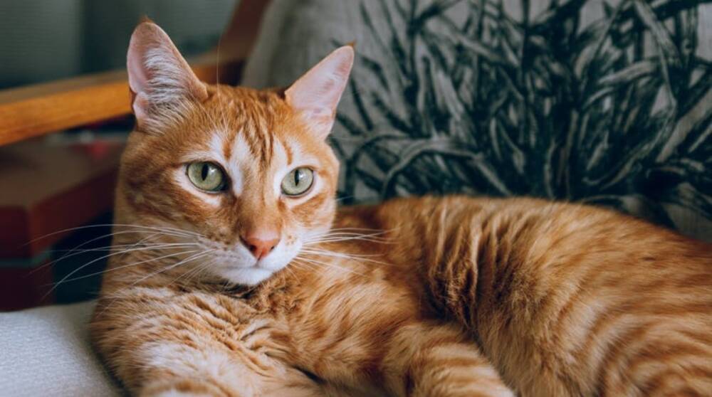 5 вещей, которых кошки терпеть не могут