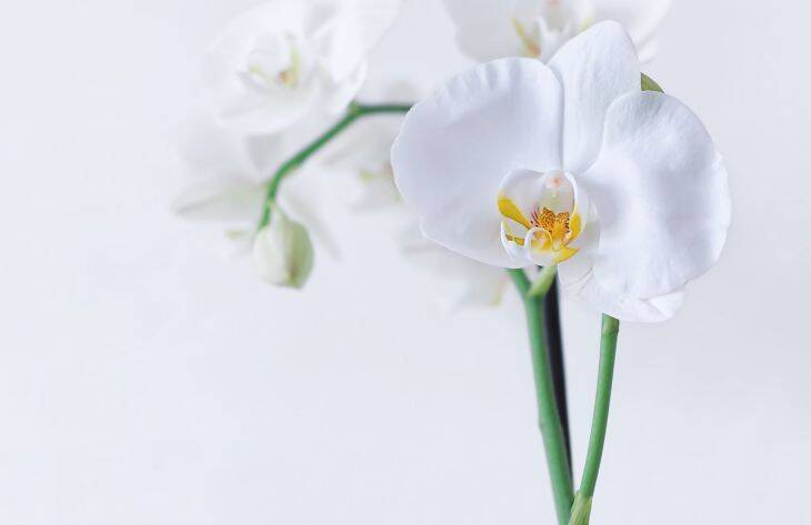 Чем поливают орхидею опытные хозяйки, чтобы она цвела без перерыва