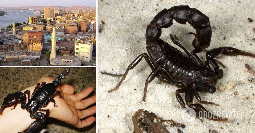 На курорте в Египте нашествие скорпионов - трое погибших и сотни раненых