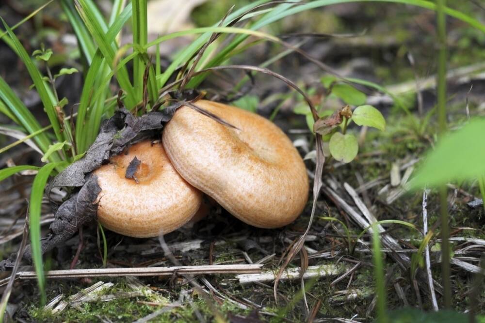 В Красную книгу Тульской области дополнительно внесли около 100 видов лишайников и грибов