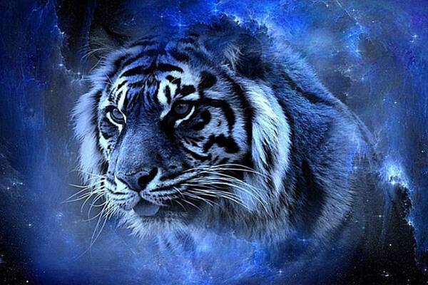 2022 год по восточному календарю: как встречать год Водяного Тигра, чтобы не отпугнуть удачу