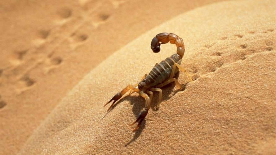 В Египте нашествие скорпионов, есть смертельные случаи