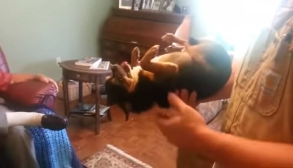 Маленькая собачка разыграла настоящую драму, чтобы не расставаться с хозяином: забавное видео