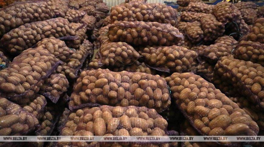 Беларусь за 9 месяцев текущего года экспортировала 90 тыс. т картофеля