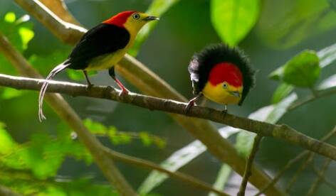 Как изменились птицы Амазонии за последние 40 лет из-за глобального потепления